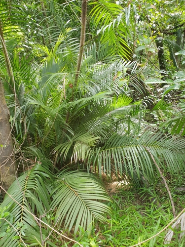 Calamus warburgii