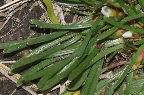 Calandrinia acaulis — photo