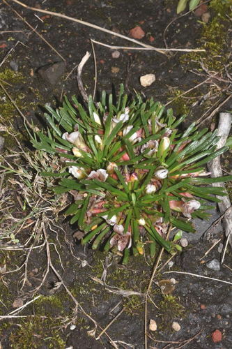Calandrinia acaulis — photo
