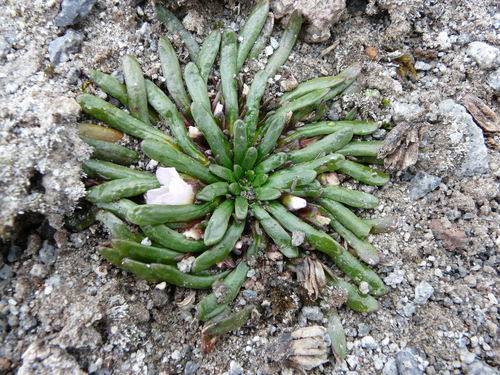 Calandrinia acaulis