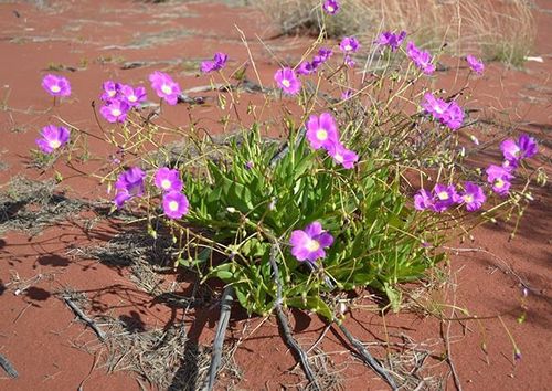 Calandrinia balonensis