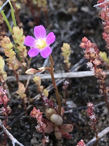 Calandrinia calyptrata (Small-leaf parakeelya) — photo