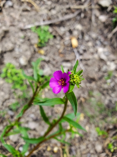 Calandrinia caulescens (Purple Calandrinia) — photo