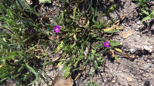 Calandrinia caulescens (Purple Calandrinia) — photo