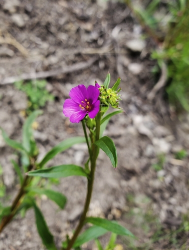Calandrinia caulescens