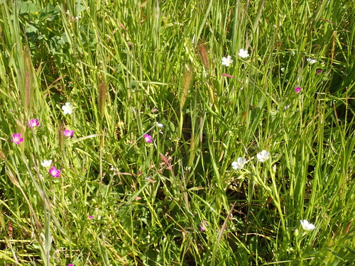 Calandrinia ciliata
