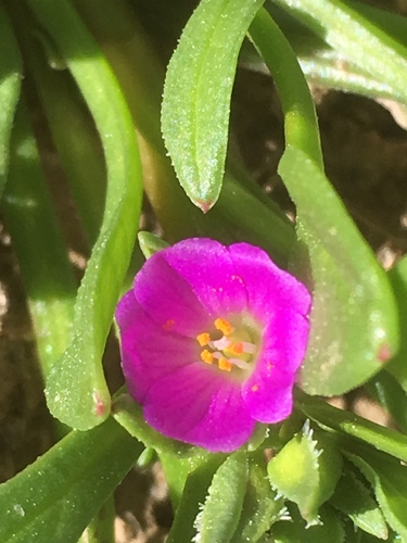 Calandrinia ciliata var. menziesii