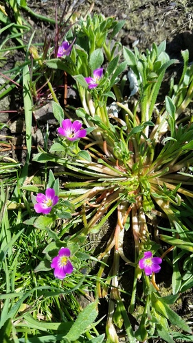 Calandrinia ciliata var. menziesii (Redmaids) — photo