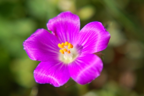 Calandrinia ciliata var. menziesii (Redmaids) — photo