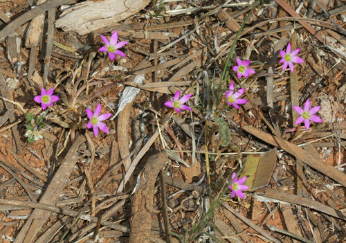 Calandrinia eremaea (Parakeelya) — photo