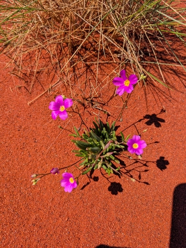 Calandrinia eremaea