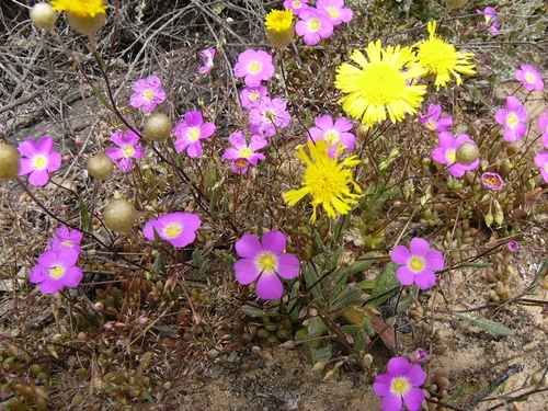 Calandrinia polyandra (Parakeelya) — photo
