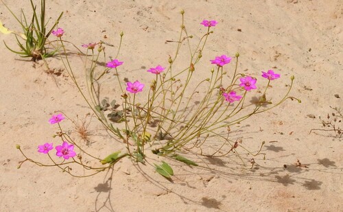 Montiaceae