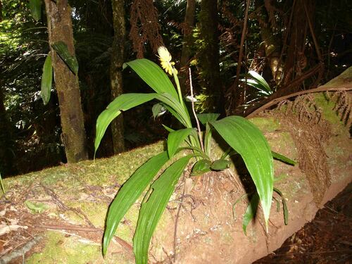 Calanthe ventilabrum — photo