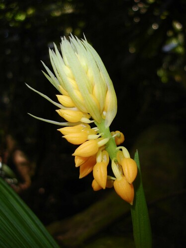 Calanthe ventilabrum — photo