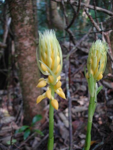 Calanthe ventilabrum