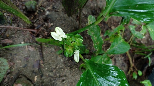 Calathea allouia (Guinea arrowroot) — photo