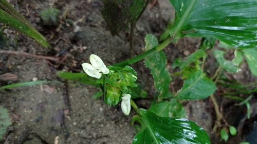 Calathea allouia (Guinea arrowroot) — photo