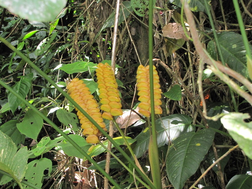Calathea crotalifera (Rattlesnake plant) — photo