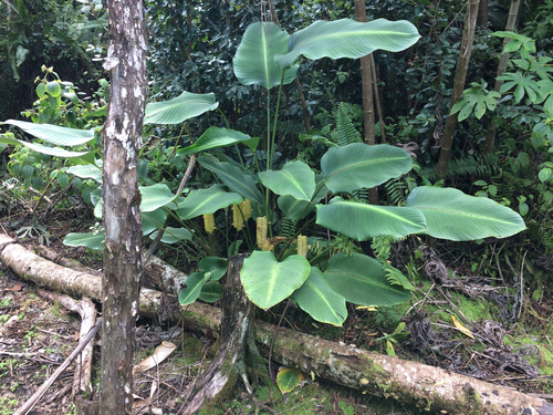 Calathea crotalifera (Rattlesnake plant) — photo