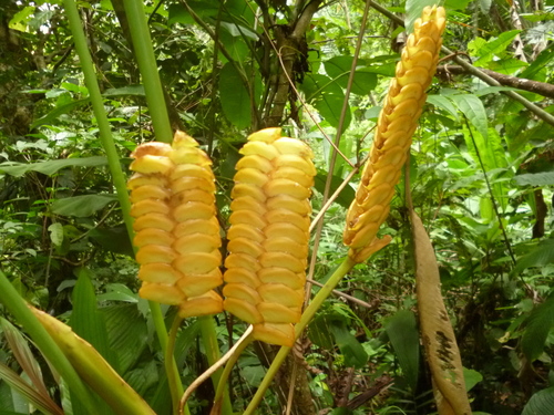 Calathea crotalifera