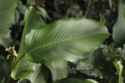 Calathea latifolia — photo