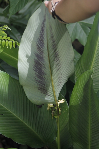 Calathea latifolia — photo