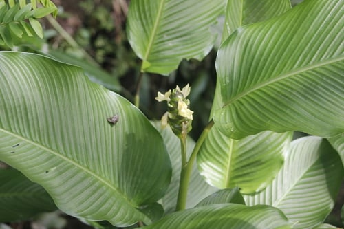 Calathea latifolia