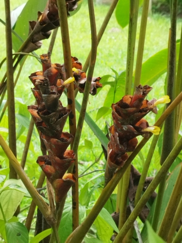 Calathea lutea (Cachibou) — photo