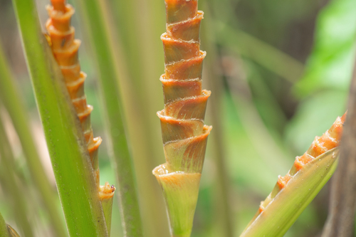 Calathea lutea