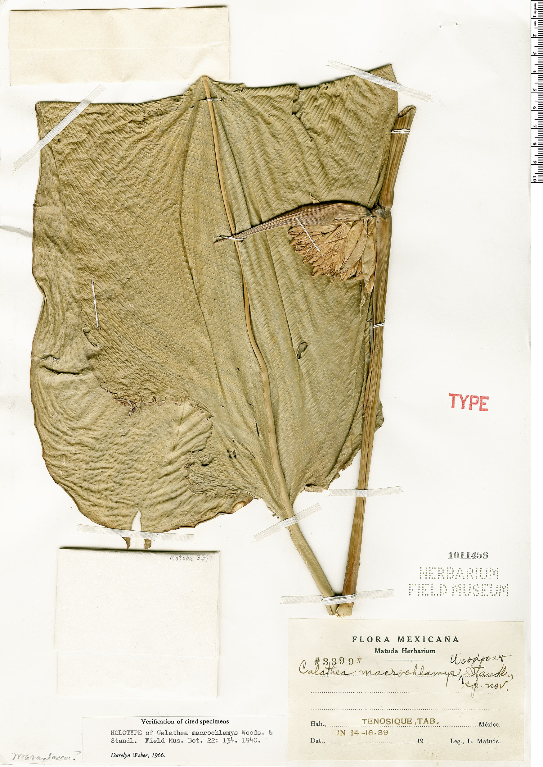 Calathea macrochlamys — photo