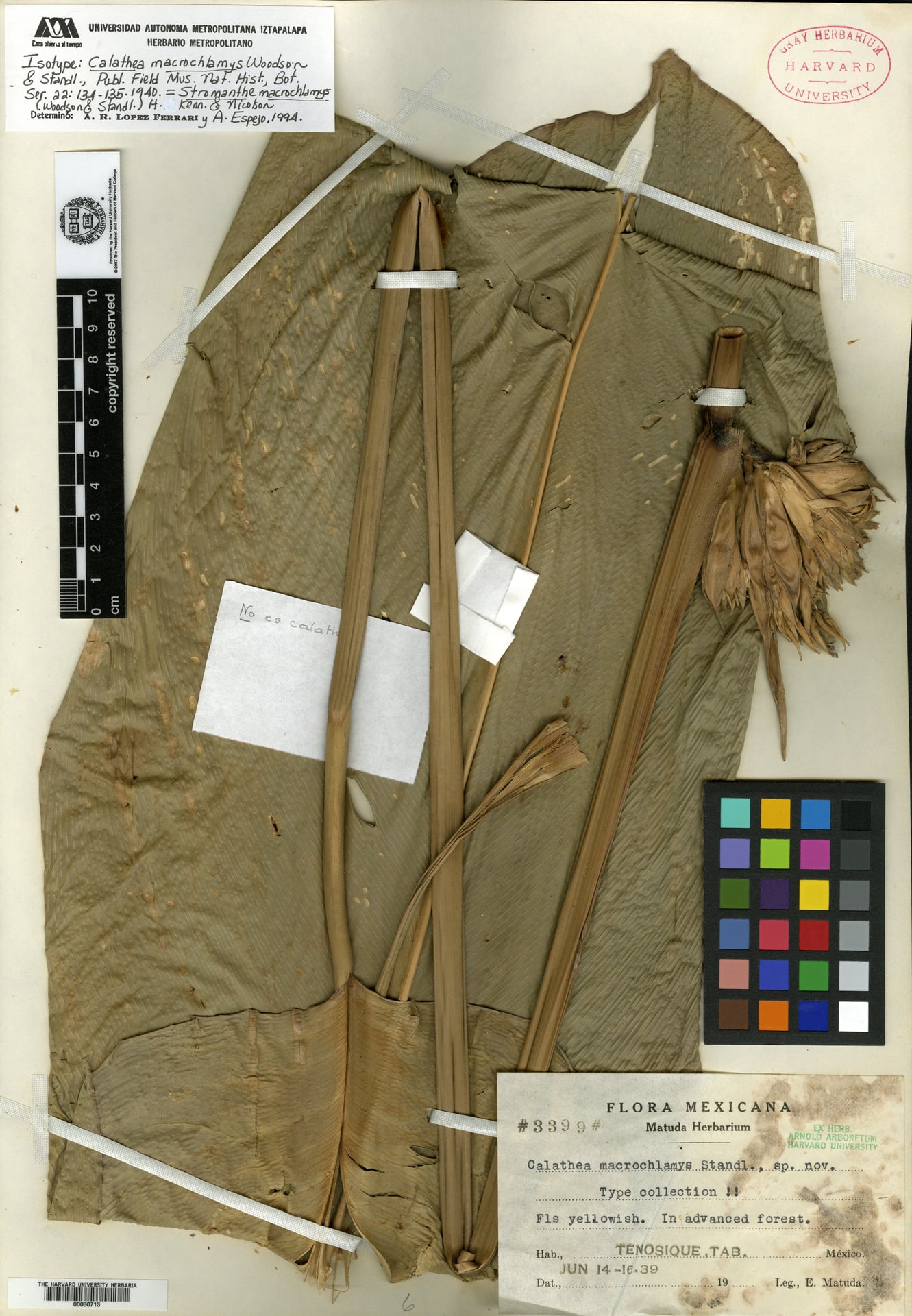 Calathea macrochlamys — photo