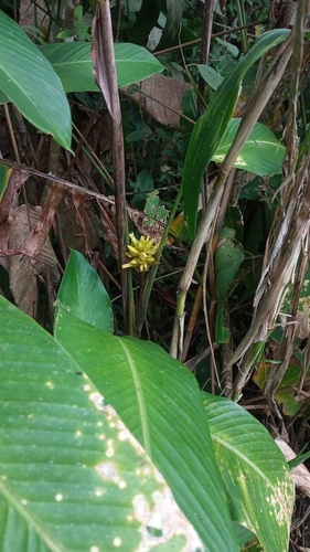 Calathea macrosepala (Calathea) — photo