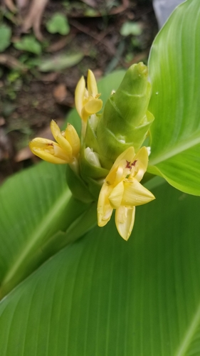 Calathea macrosepala (Calathea) — photo