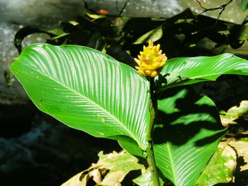 Calathea macrosepala