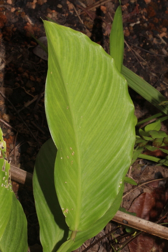 Calathea panamensis — photo