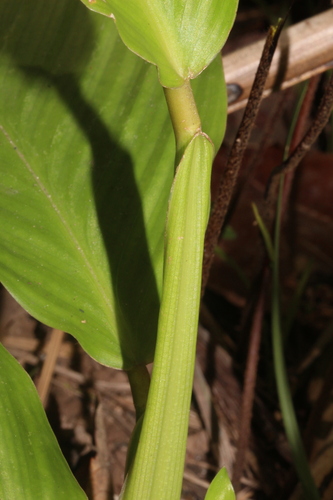 Calathea panamensis — photo
