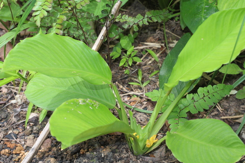 Calathea panamensis