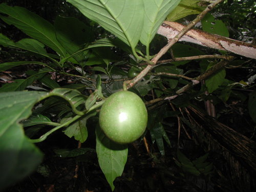 Calatola costaricensis (Costa Rica calatola) — photo