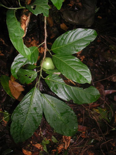 Calatola costaricensis (Costa Rica calatola) — photo