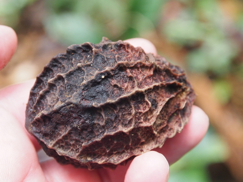 Calatola costaricensis