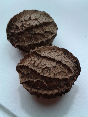 Calatola uxpanapensis — photo