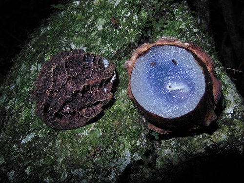Calatola uxpanapensis