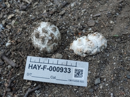 Calbovista subsculpta — photo
