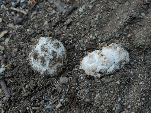 Calbovista subsculpta — photo