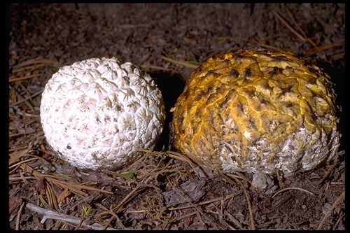 Calbovista subsculpta