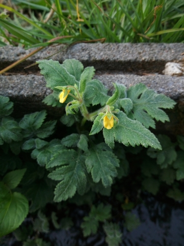 Calceolaria mexicana
