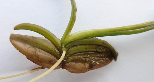 Caldesia parnassifolia — photo