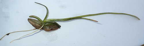 Caldesia reniformis — photo