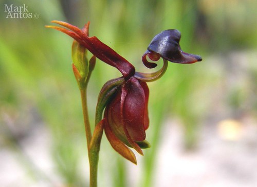 Caleana major (Large duck orchid) — photo